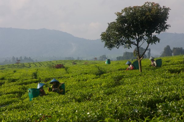 Photo of a group of people picking tea leaves in a field, Indonesia, February 2013, Reinder Nijhoff