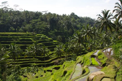 Photo of a view of a rice field with palm trees in the background, Indonesia, February 2013, Reinder Nijhoff