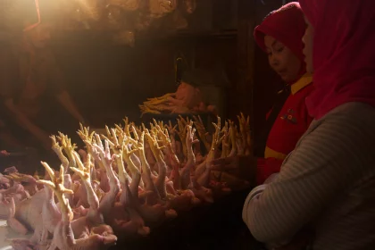 Photo of a woman standing in front of a bunch of chickens, Indonesia, February 2013, Reinder Nijhoff