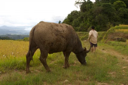Photo of a man is standing next to a cow in a field, Indonesia, February 2013, Reinder Nijhoff