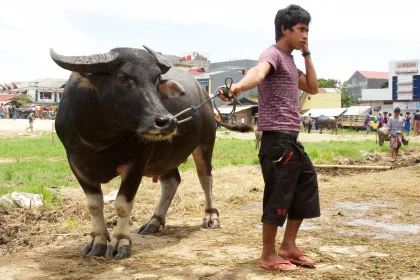 Photo of a young boy standing next to a large bull, Indonesia, February 2013, Reinder Nijhoff