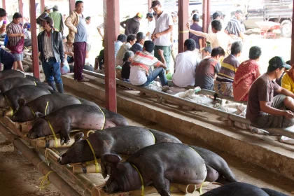Photo of a group of people standing around a group of pigs, Indonesia, February 2013, Reinder Nijhoff
