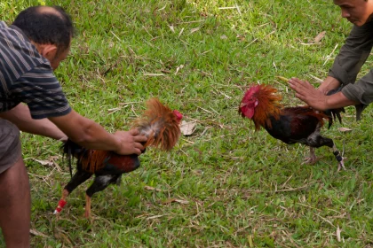 Photo of a couple of men standing on top of a lush green field, Indonesia, February 2013, Reinder Nijhoff