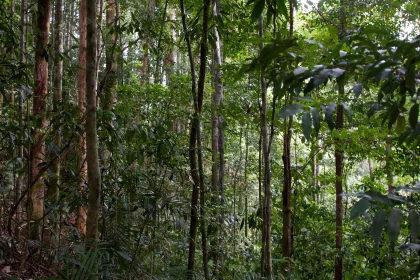 Photo of a forest filled with lots of green trees, Indonesia, August 2014, Reinder Nijhoff