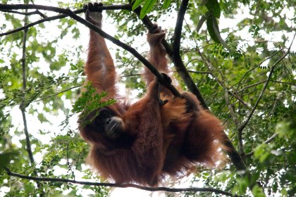 Photo of an oranguel hanging from a tree branch, Indonesia, August 2014, Reinder Nijhoff