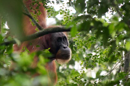 Photo of a monkey in a tree looking at the camera, Indonesia, August 2014, Reinder Nijhoff
