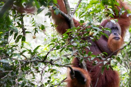 Photo of an adult oranguel hangs from a tree branch, Indonesia, August 2014, Reinder Nijhoff