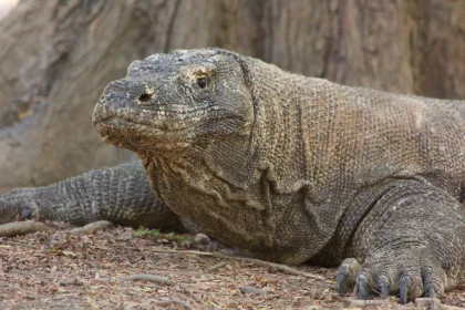 Photo of a large lizard laying on the ground next to a tree, Indonesia, August 2014, Reinder Nijhoff