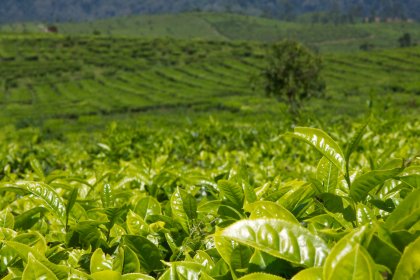 Photo of a field of tea leaves in the middle of the day, Indonesia, August 2014, Reinder Nijhoff