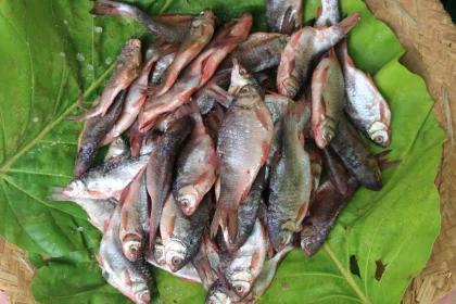 Photo of a bunch of fish that are on some leaves, Myanmar, India, Nepal, June 2015, Reinder Nijhoff