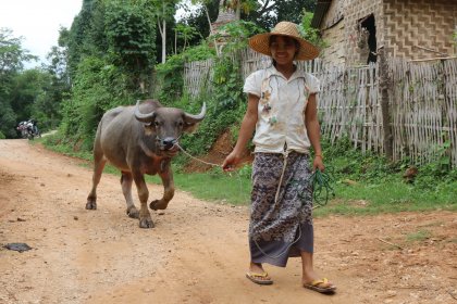 Photo of a woman walking a cow down a dirt road, Myanmar, India, Nepal, June 2015, Reinder Nijhoff