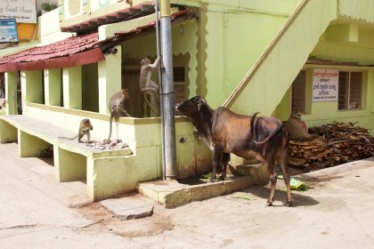 Photo of a couple of animals that are standing in front of a building, Myanmar, India, Nepal, June 2015, Reinder Nijhoff