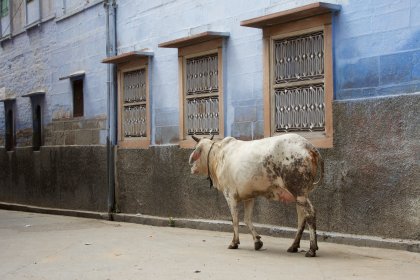 Photo of a cow walking down the street in front of a building, Myanmar, India, Nepal, June 2015, Reinder Nijhoff
