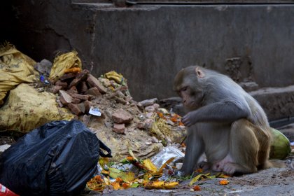 Photo of a monkey sitting on top of a pile of garbage, Myanmar, India, Nepal, June 2015, Reinder Nijhoff