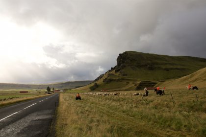 Photo of a herd of cattle standing on the side of a road, Iceland, September 2015, Reinder Nijhoff