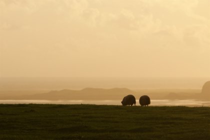 Photo of a couple of sheep standing on top of a lush green field, Iceland, September 2015, Reinder Nijhoff