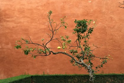 Photo of a bonsai tree in front of a red wall, Seville, February 2016, Reinder Nijhoff