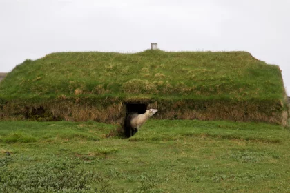 Photo of a sheep standing in a grass covered field, Iceland, June 2016, Reinder Nijhoff