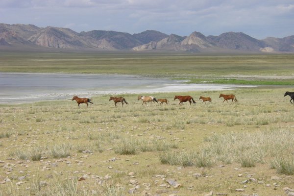 Photo of a herd of horses walking across a dry grass field, Rusland, Mongolia & China, August 2002, Reinder Nijhoff