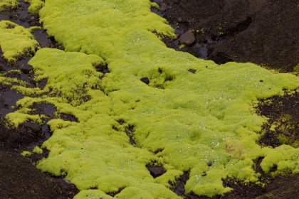 Photo of a patch of green moss growing on the ground, Landmannalaugar &rarr; Skogafoss, August 2017, Reinder Nijhoff
