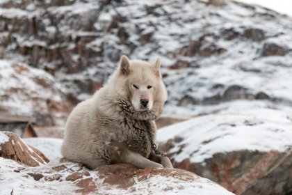 Photo of a white wolf sitting on top of a rock covered in snow, Greenland, October 2017, Reinder Nijhoff