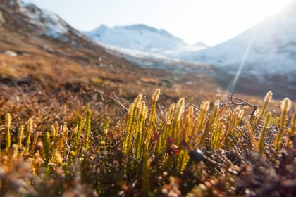 Photo of a small patch of grass with mountains in the background, Greenland, October 2017, Reinder Nijhoff