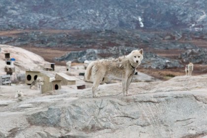 Photo of a wolf standing on top of a large rock, Greenland, October 2017, Reinder Nijhoff