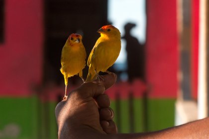 Photo of two small yellow birds perched on top of a persons hand, Santa Cruz del Islote, Colombia, December 2017, Reinder Nijhoff