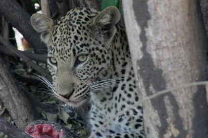 Photo of a leopard in a tree looking at something, Zimbabwe, Mozambique & South Africa, December 2006, Reinder Nijhoff