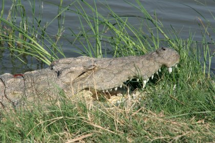 Photo of a large alligator is sitting in the grass by the water, Zimbabwe, Mozambique & South Africa, December 2006, Reinder Nijhoff