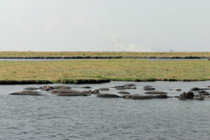 Photo of a herd of hippos in a body of water, Zimbabwe, Mozambique & South Africa, December 2006, Reinder Nijhoff