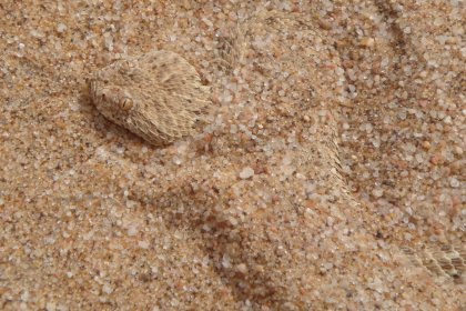 Photo of a rock in the sand on a beach, Namibia, May 2008, Reinder Nijhoff