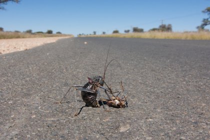 Photo of a dead bug sitting on the side of a road, Namibia, May 2008, Reinder Nijhoff
