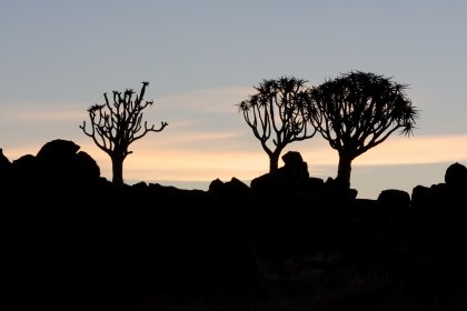 Photo of a couple of trees that are standing in the dirt, Namibia, May 2008, Reinder Nijhoff