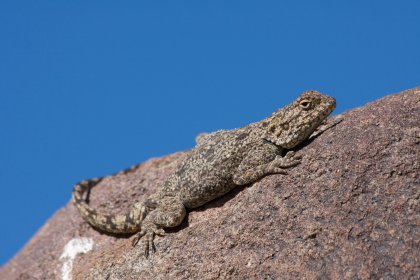Photo of a lizard sitting on top of a large rock, Namibia, May 2008, Reinder Nijhoff