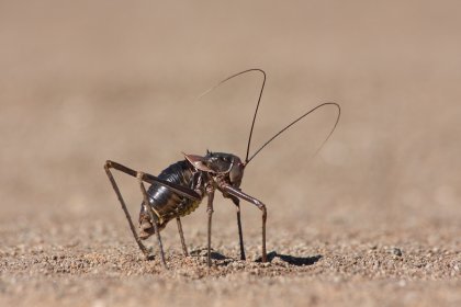 Photo of a close up of a bug on the ground, Namibia, May 2008, Reinder Nijhoff