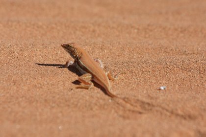 Photo of a small lizard sitting on top of a sandy ground, Namibia, May 2008, Reinder Nijhoff
