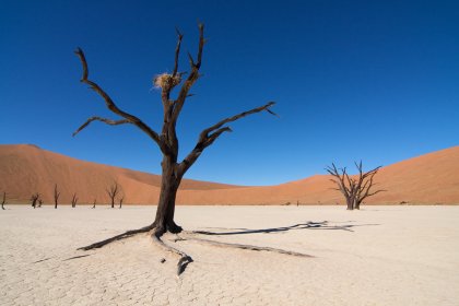 Photo of a dead tree in the middle of a desert, Namibia, May 2008, Reinder Nijhoff