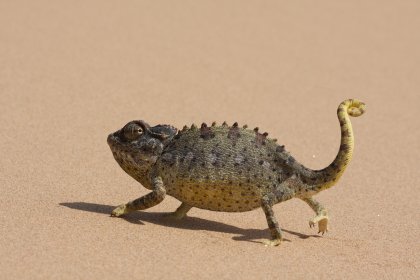 Photo of a small lizard walking across a sandy area, Namibia, May 2008, Reinder Nijhoff