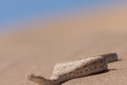 Photo of a small snake is laying on the sand, Namibia, May 2008, Reinder Nijhoff
