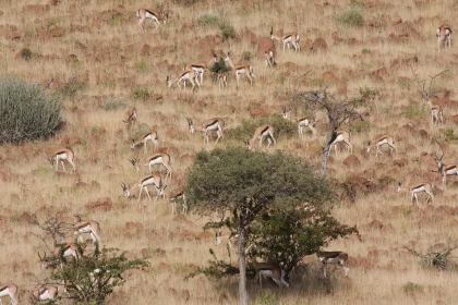 Photo of a herd of antelope grazing on a dry grass field, Namibia, May 2008, Reinder Nijhoff