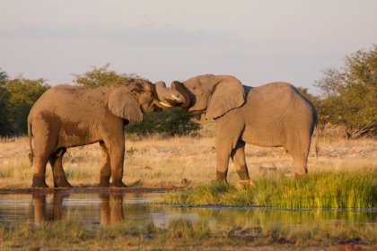 Photo of two elephants standing next to each other near a body of water, Namibia, May 2008, Reinder Nijhoff